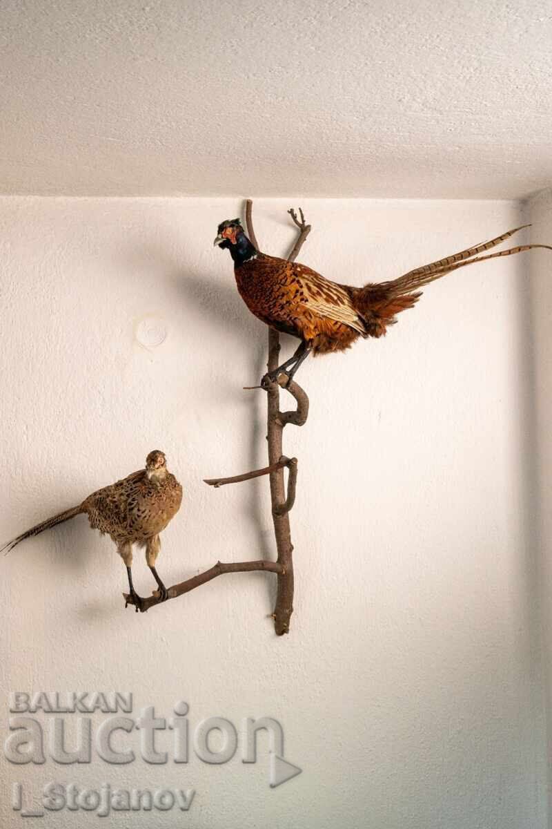 Male and female pheasant