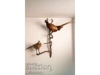 Male and female pheasant