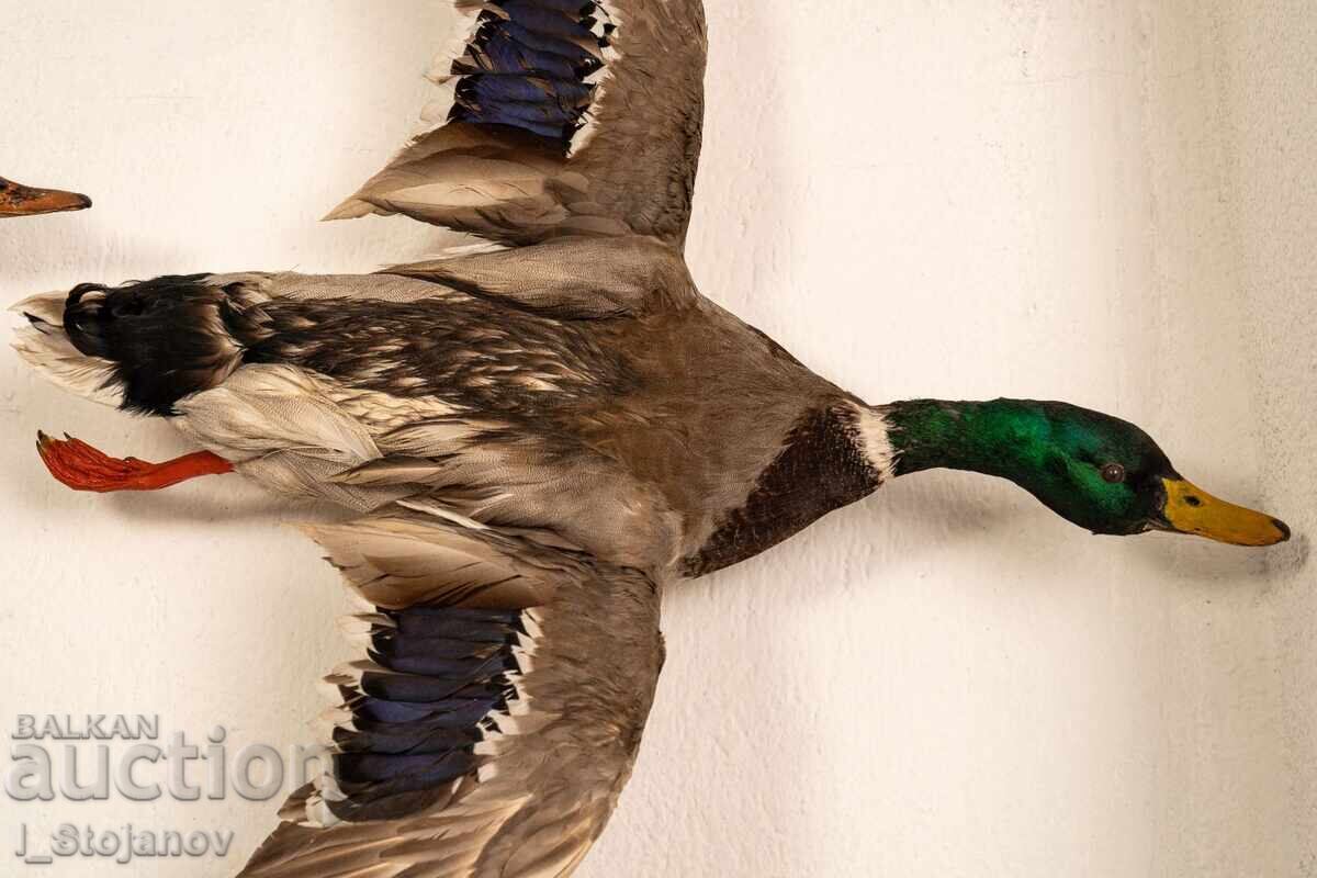 Male Mallard Duck in Flight