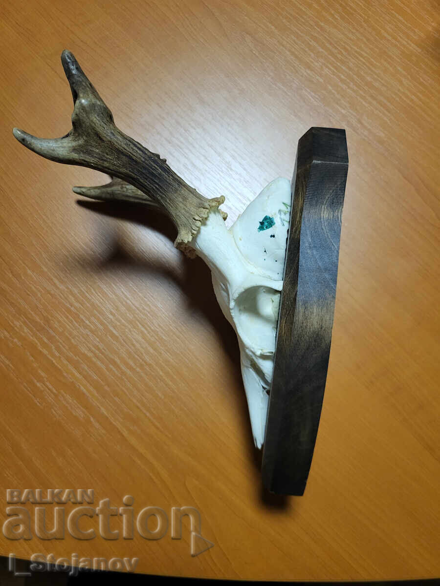 Roe Deer Buck No. 3 with price € 49.00 | 95.84 BGN Roe Deer Buck No. 3 with price € 49.00 | 95.84 BGN