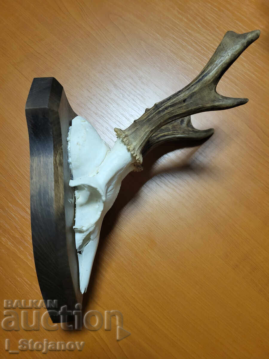 Δημοπρασία Ελάφι αρ. 3