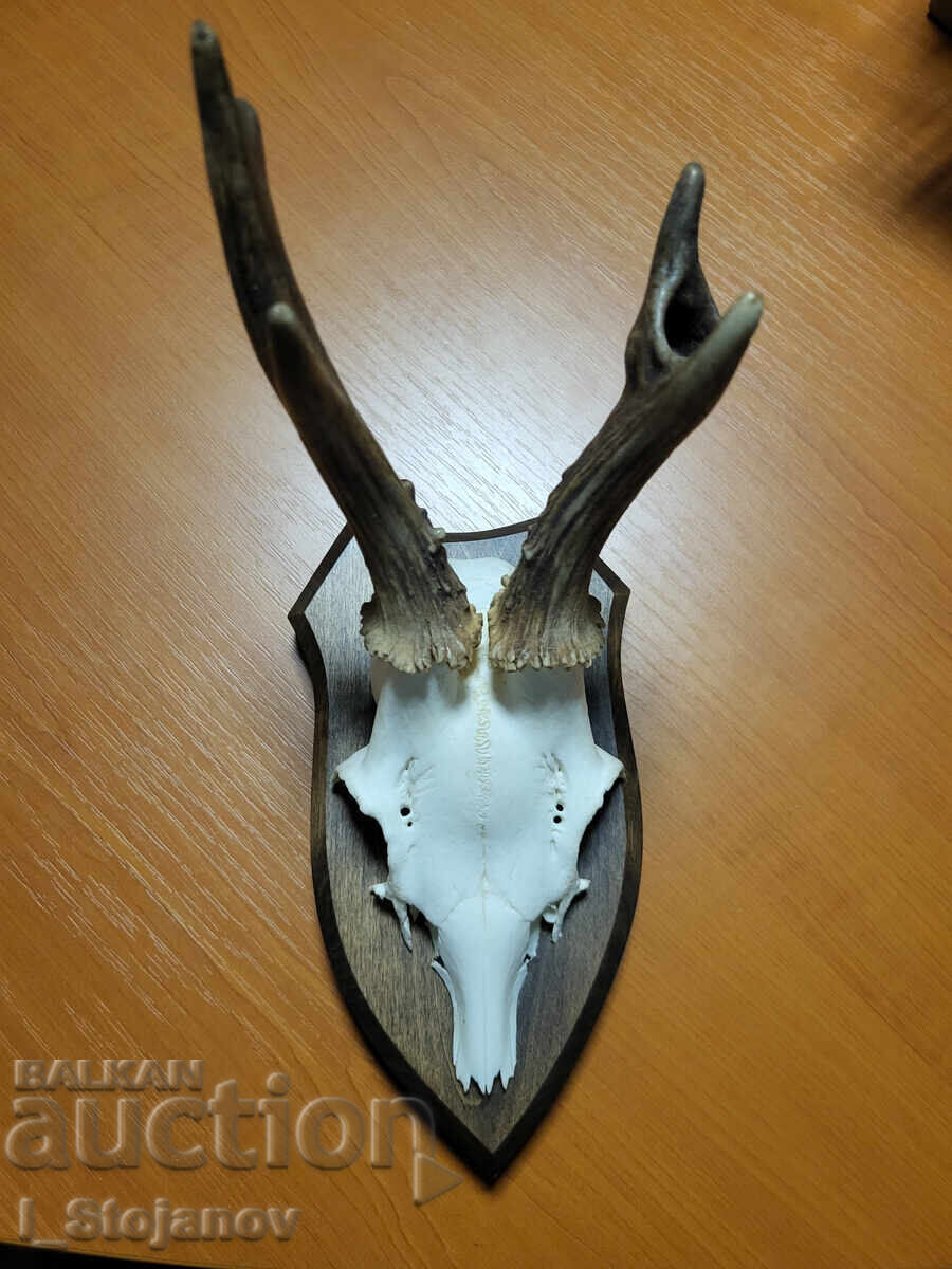 Roe Deer Buck No. 3 Roe Deer Buck No. 3