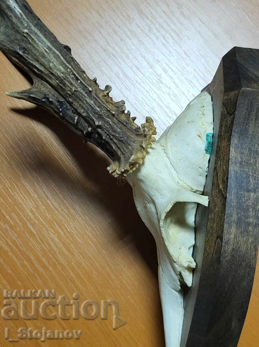 Ελάφι αρσενικό № 4 με τιμή € 49.00 | 95.84 BGN