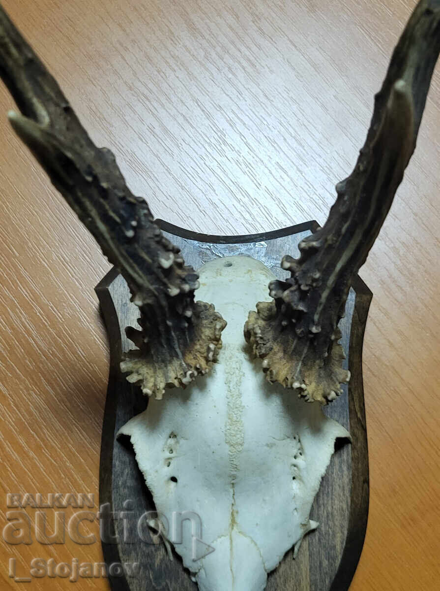 Ελάφι αρσενικό № 4