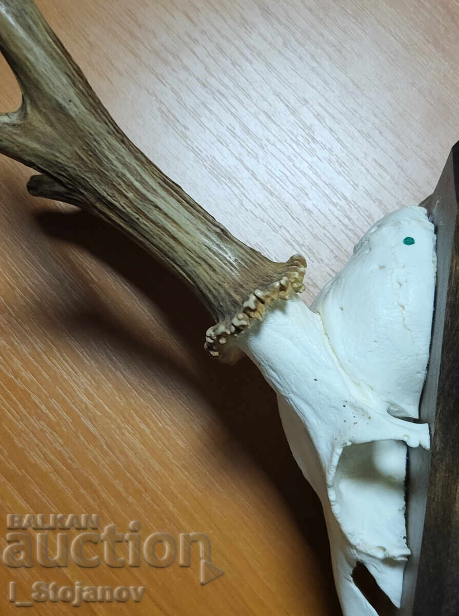 Căprior nr. 5 cu preț € 49.00 | 95.84 BGN Căprior nr. 5 cu preț € 49.00 | 95.84 BGN