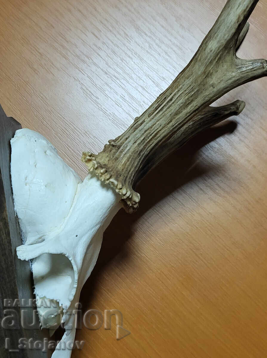 Licitație Căprior nr. 5 Licitație Căprior nr. 5