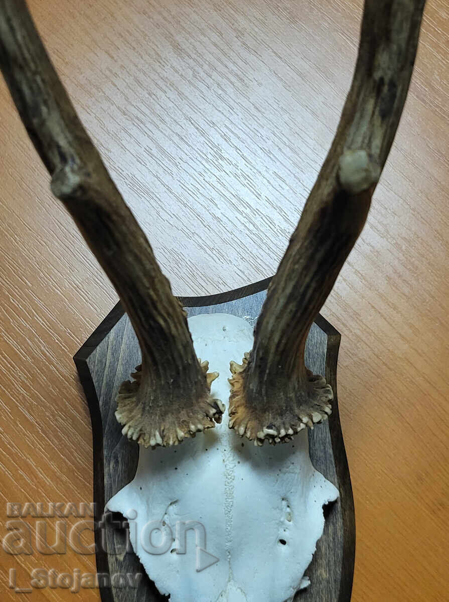 Căprior nr. 5 Căprior nr. 5