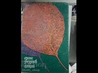 Athanas Zvezdinov Arteries