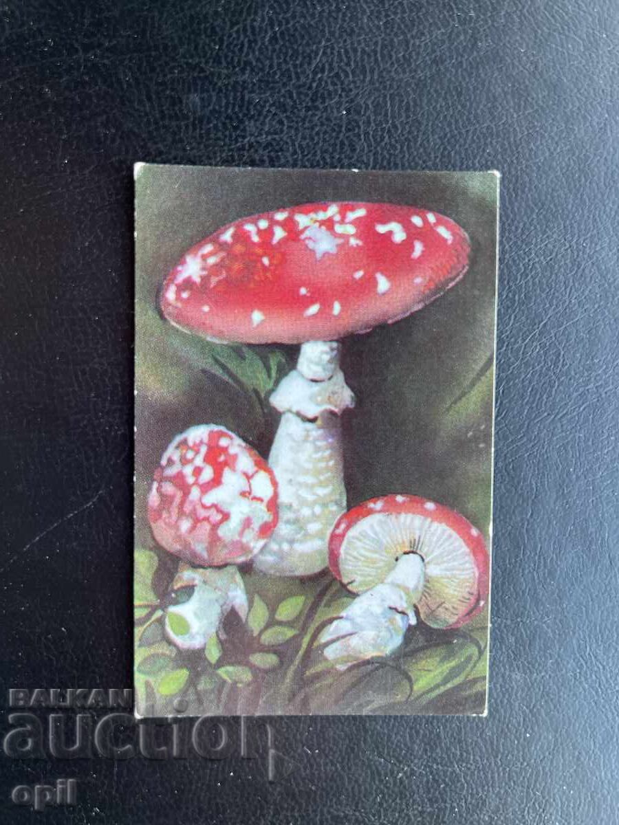 Ημερολόγιο Μανιταριών 1989 Ημερολόγιο Μανιταριών 1989