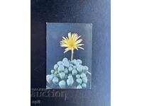 Little Flower Calendar 1989