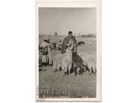 България, Овчар из Софийско, непътувала