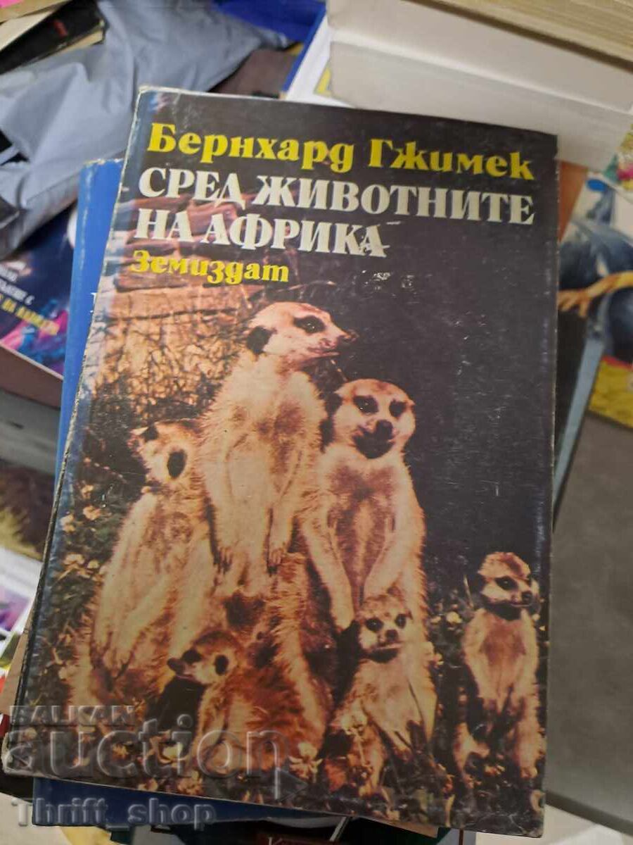 Ανάμεσα στα ζώα της Αφρικής ο Bernhard Gjimek Ανάμεσα στα ζώα της Αφρικής ο Bernhard Gjimek