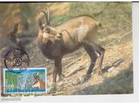 Carte poștală MAX ANIMALE