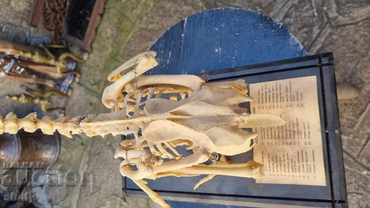 Livrarea Vechi model anatomic