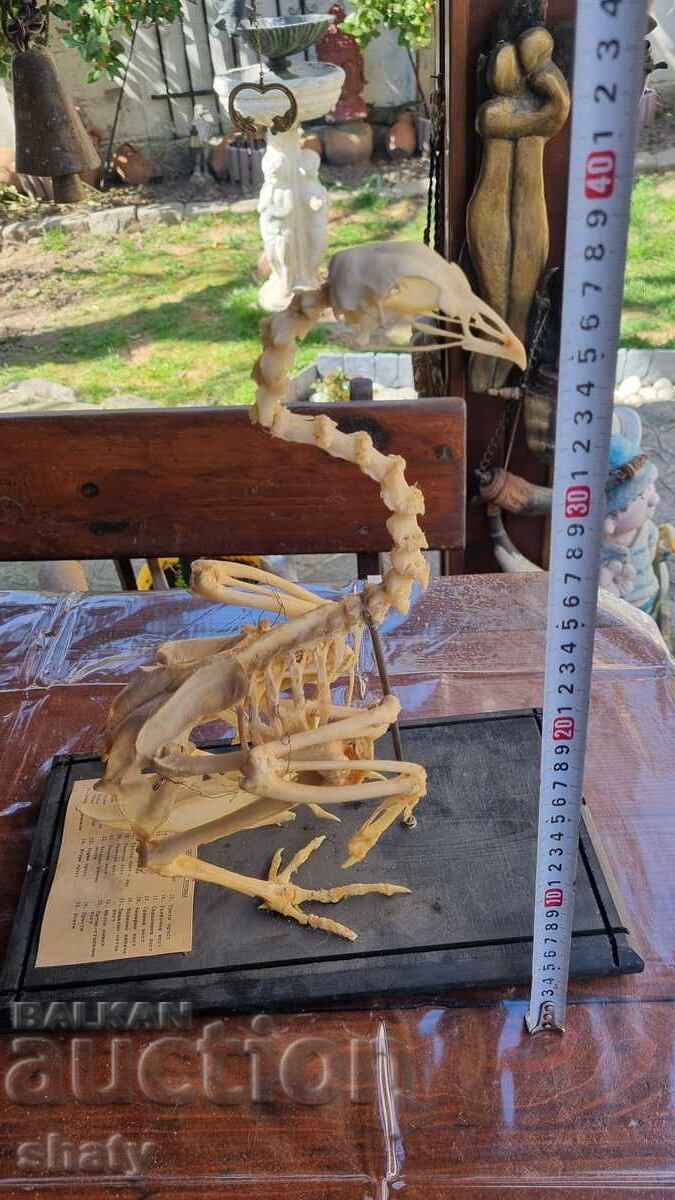 Vechi model anatomic