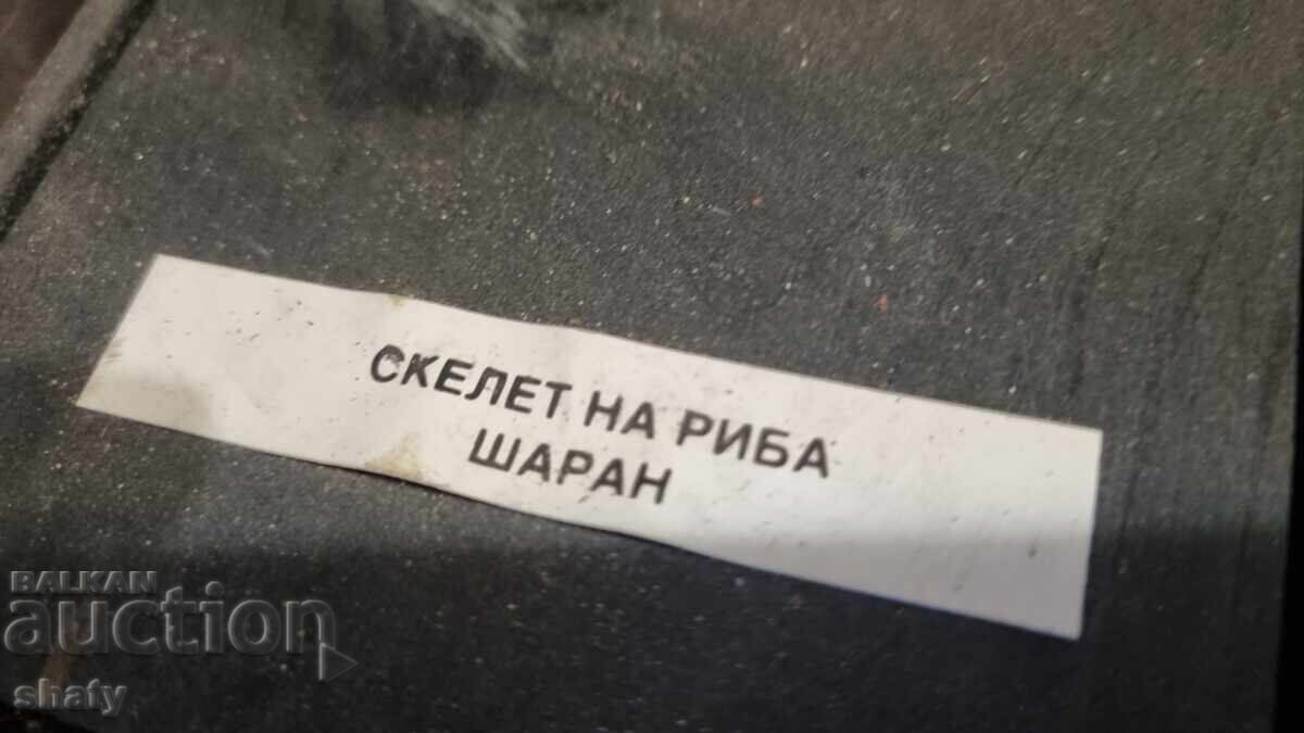 Licitație Model anatomic vechi. Crap