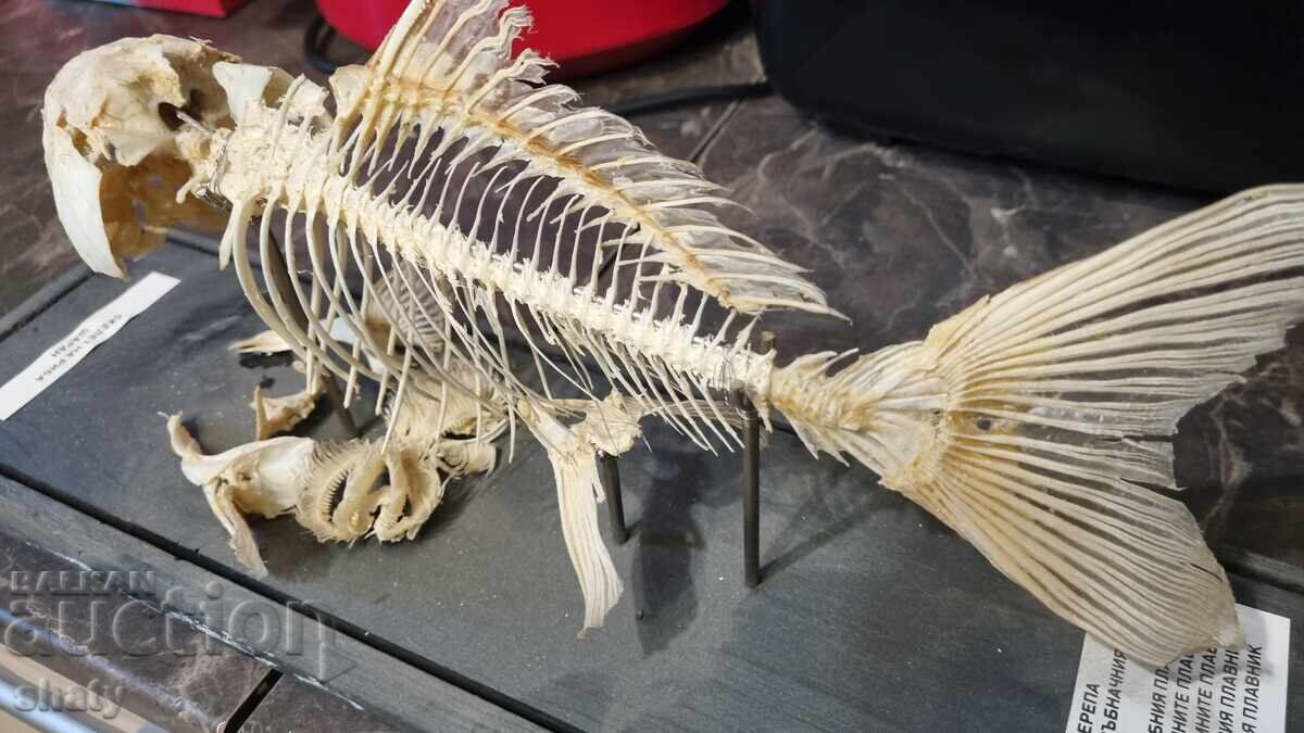 Model anatomic vechi. Crap - 5