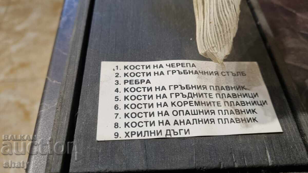 Model anatomic vechi. Crap - 6