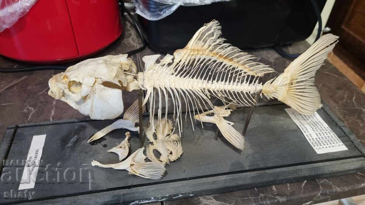 Model anatomic vechi. Crap