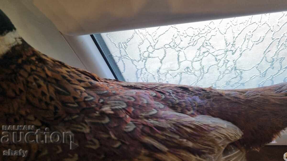 Трофей. Препариран фазан. - 5