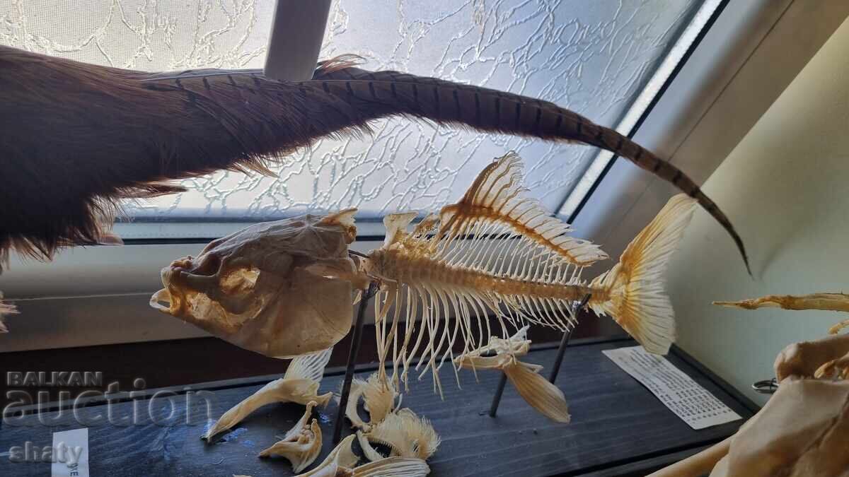 Трофей. Препариран фазан. - 6