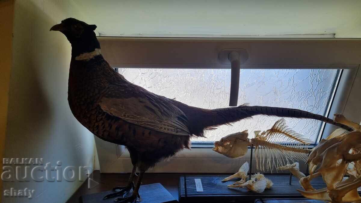 Трофей. Препариран фазан.