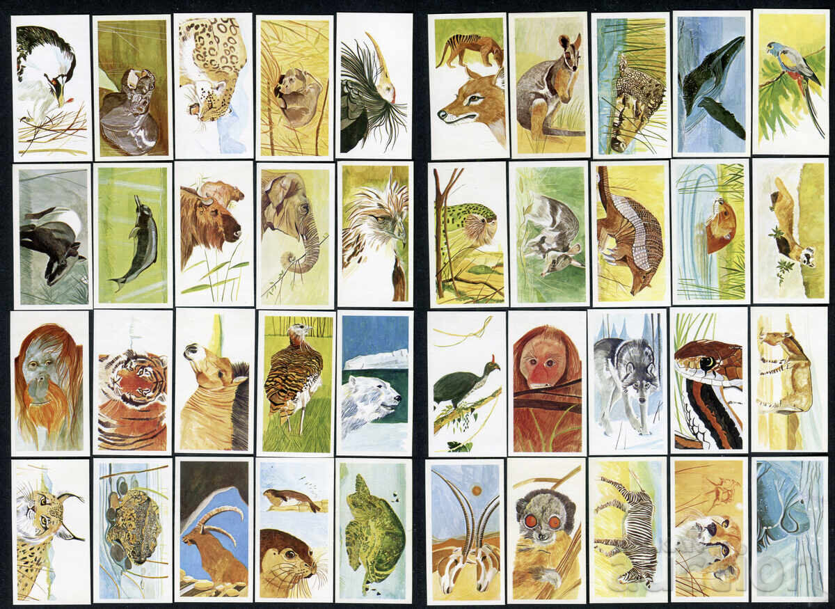 Brooke Bond cărți de ceai 1988 - Vanishing Wildlife x40