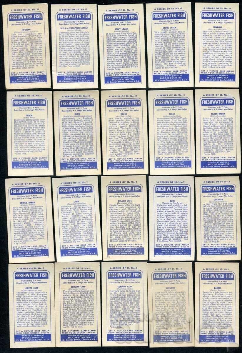 Brooke Bond cărți de ceai 1960 - Pești de apă dulce x49 - 5