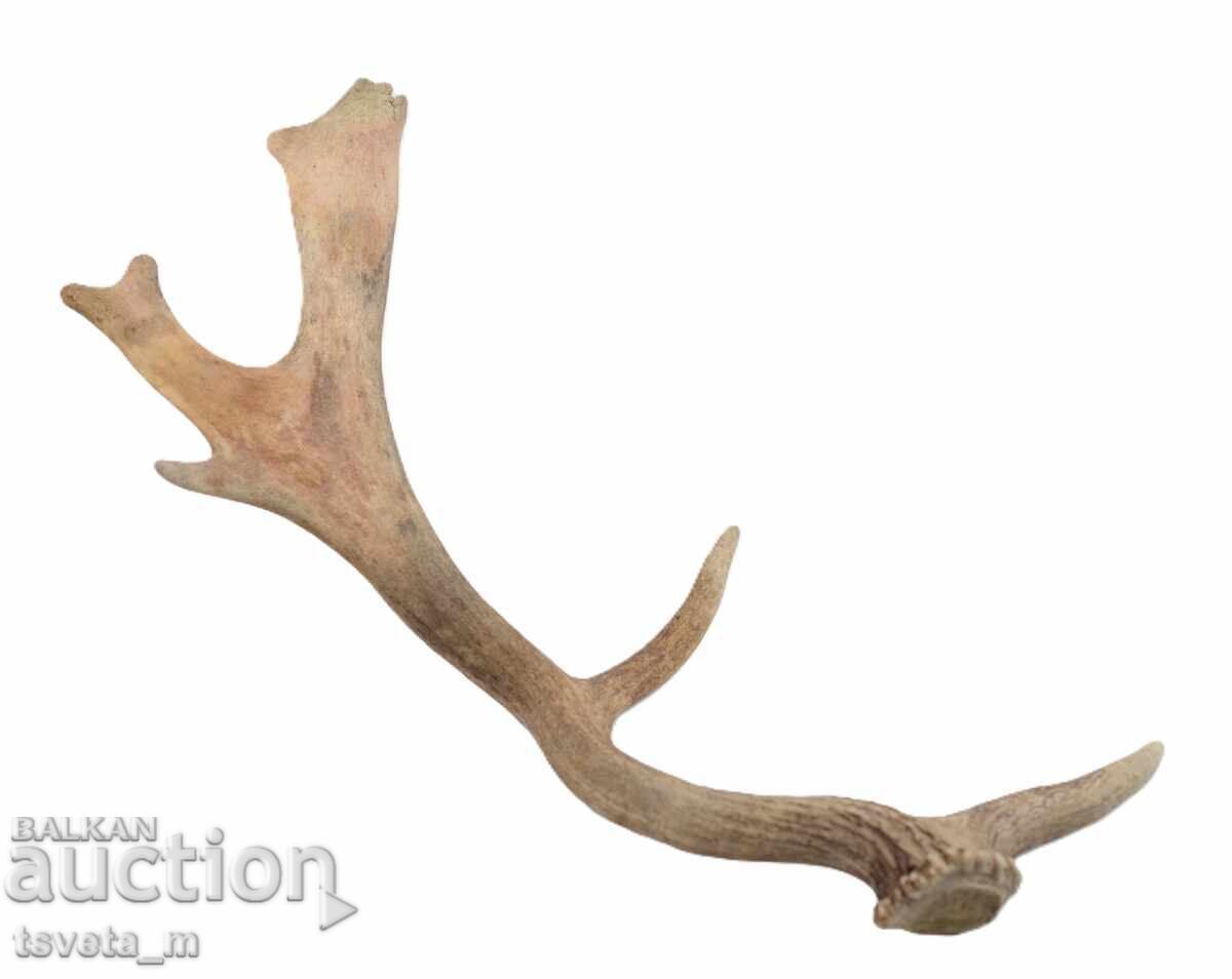 Licitație Corn mare de cerb lopătar