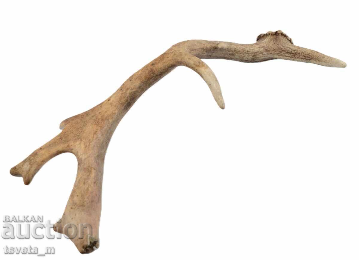 Livrarea Corn mare de cerb lopătar