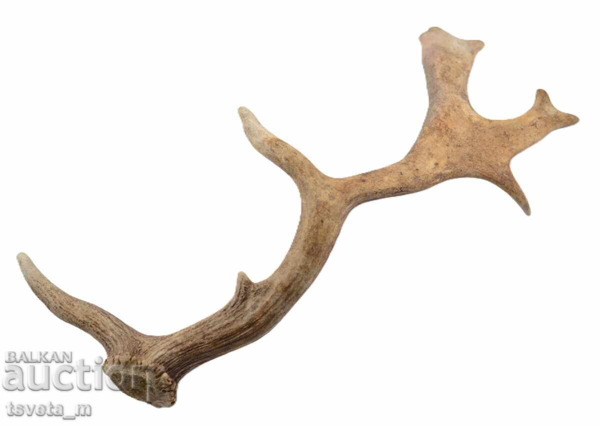 Corn mare de cerb lopătar