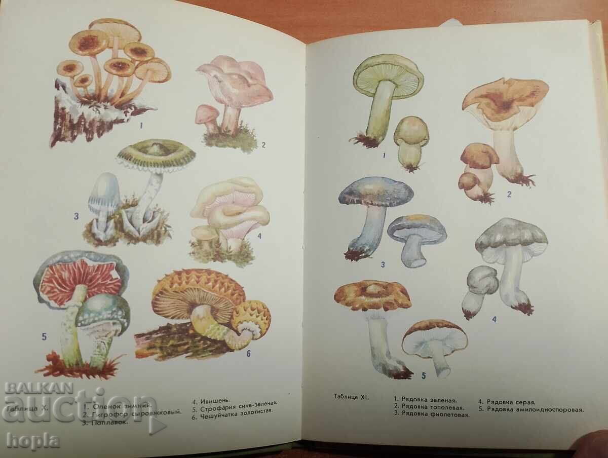 Livrarea CIUPERCI SĂLBATICE Livrarea CIUPERCI SĂLBATICE