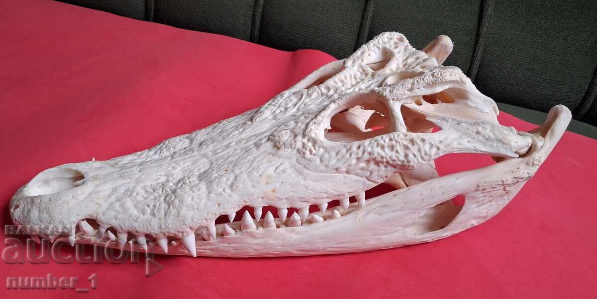 Δημοπρασία Σαγόνι Κροκοδείλου