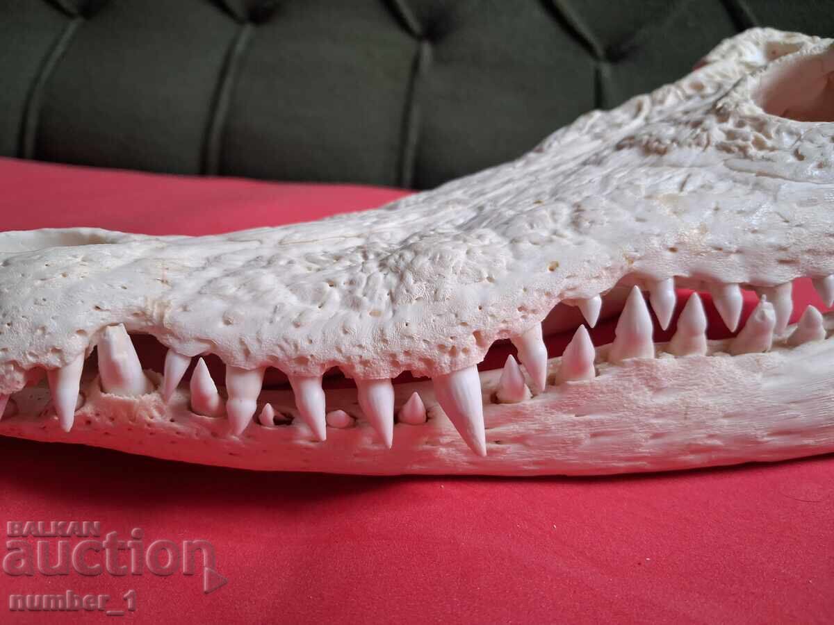 Παράδοση Σαγόνι Κροκοδείλου