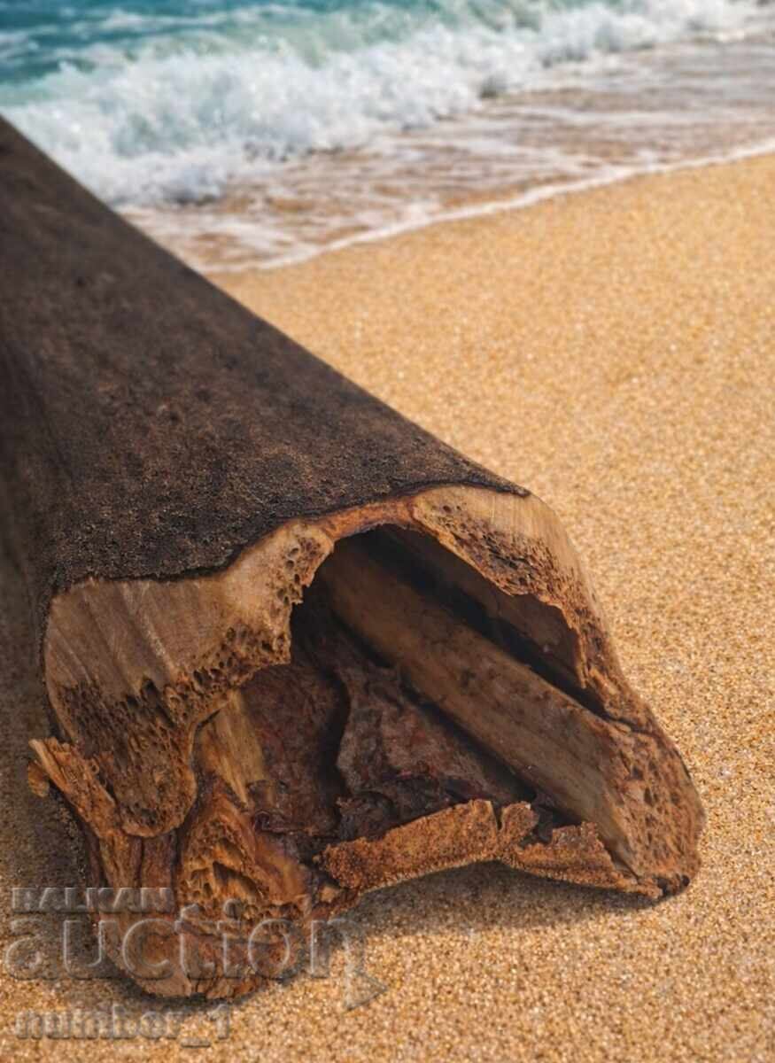 Κέρατο Μαύρου Μαρλίν - 6