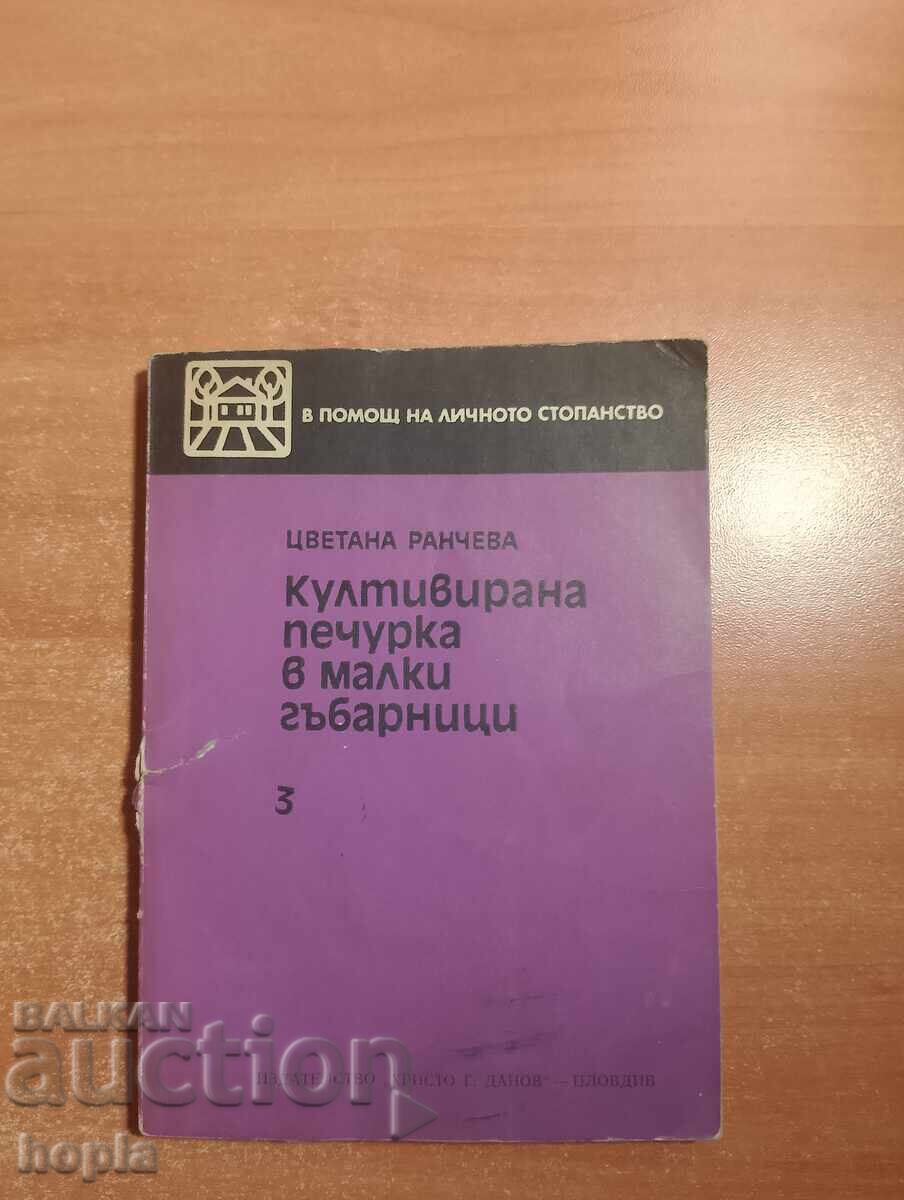 Ciupercă cultivată în mici culturi de ciuperci