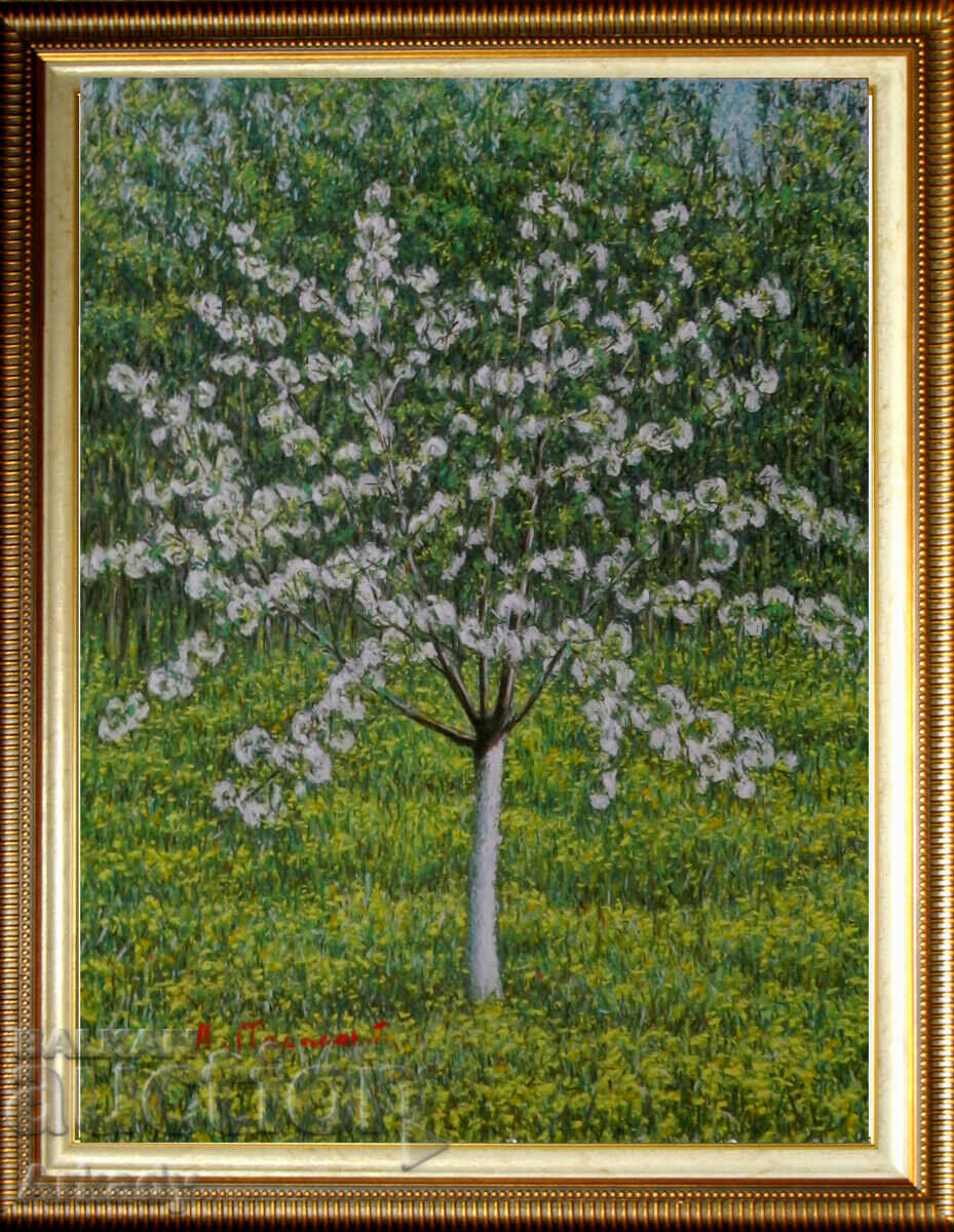 Черешов цвят върху поле от глухарчета. - 5