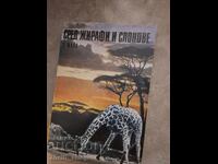 Among giraffes and elephants