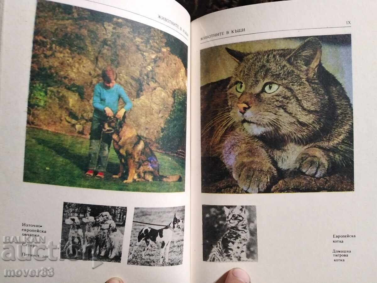 Животните в къщи. Мирослав Хусч - 5 Животните в къщи. Мирослав Хусч - 5