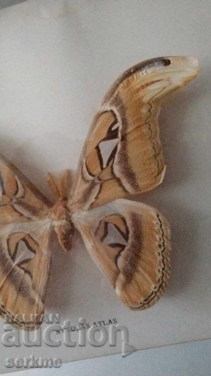 Δημοπρασία Πεταλούδα Δημοπρασία Πεταλούδα