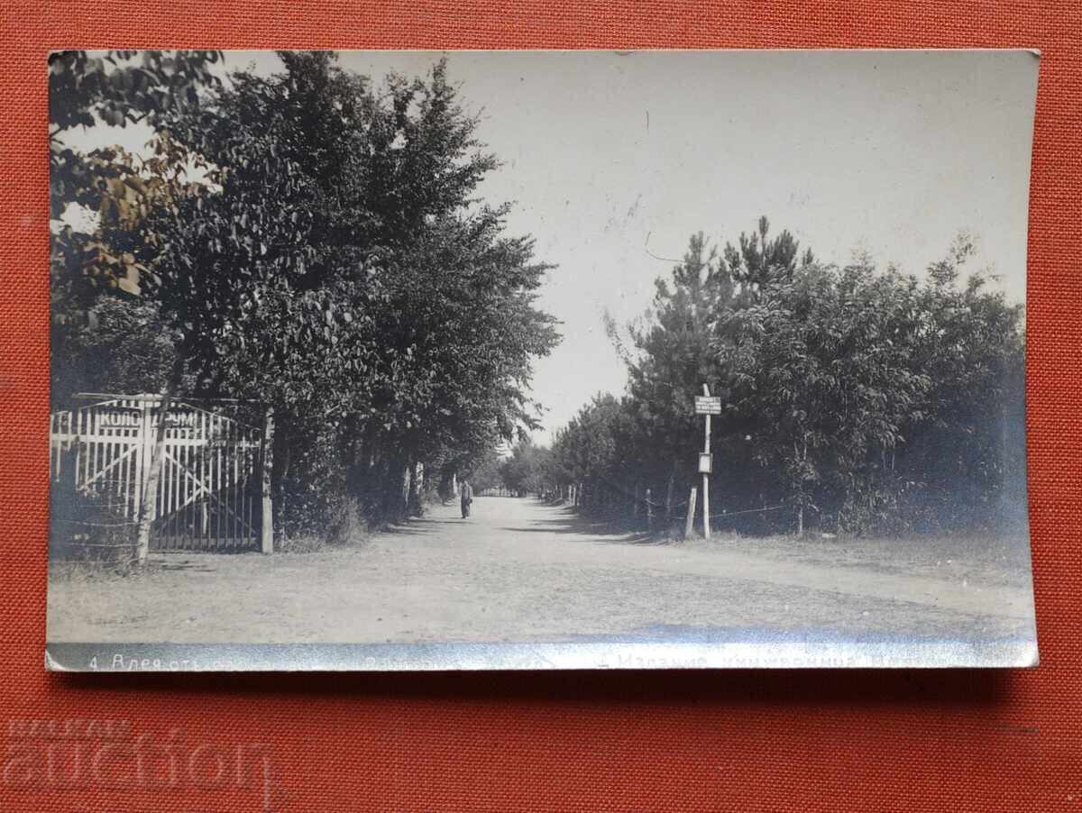 Razgrad - Aleya ot parka Razgrad - Aleya ot parka