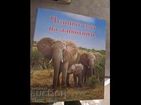 Ο υπέροχος κόσμος των ζώων