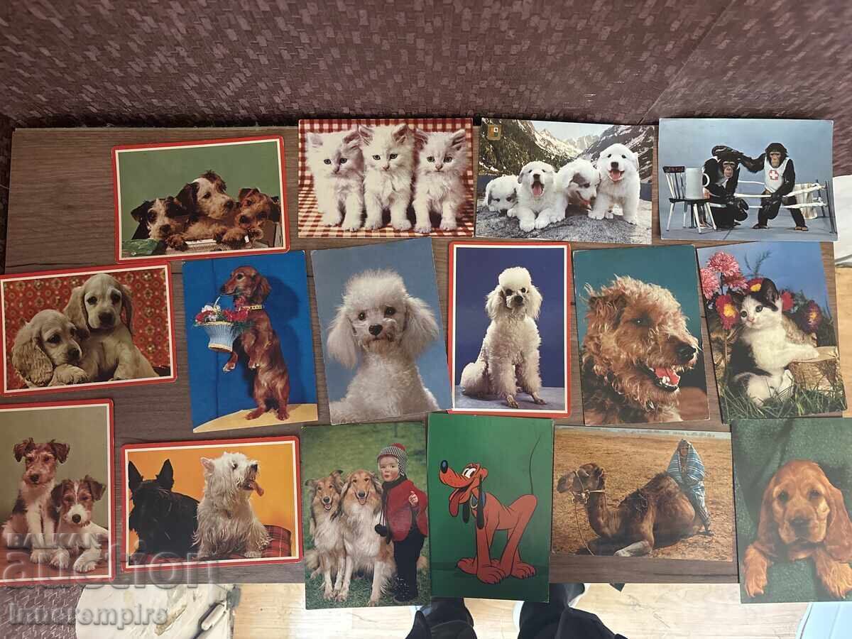 Картички с животни