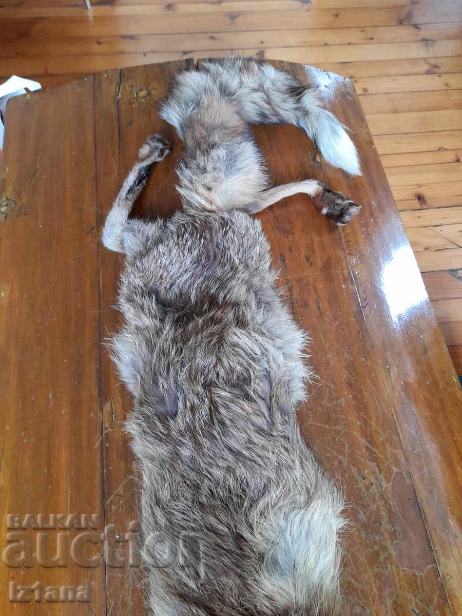Licitație Piele veche, guler de vulpe
