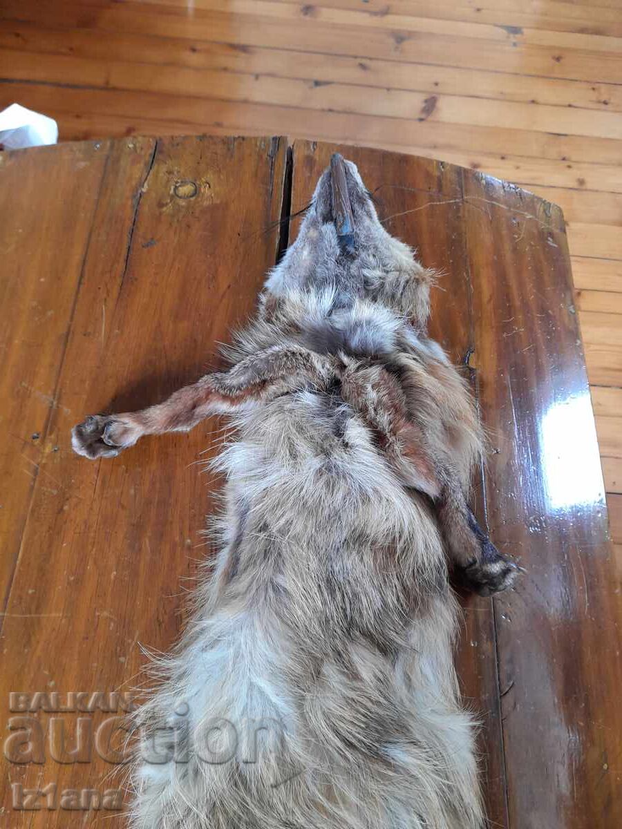 Livrarea Piele veche, guler de vulpe