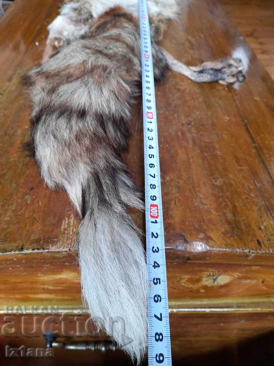 Piele veche, guler de vulpe - 6