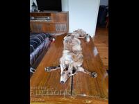 Old leather, fox collar