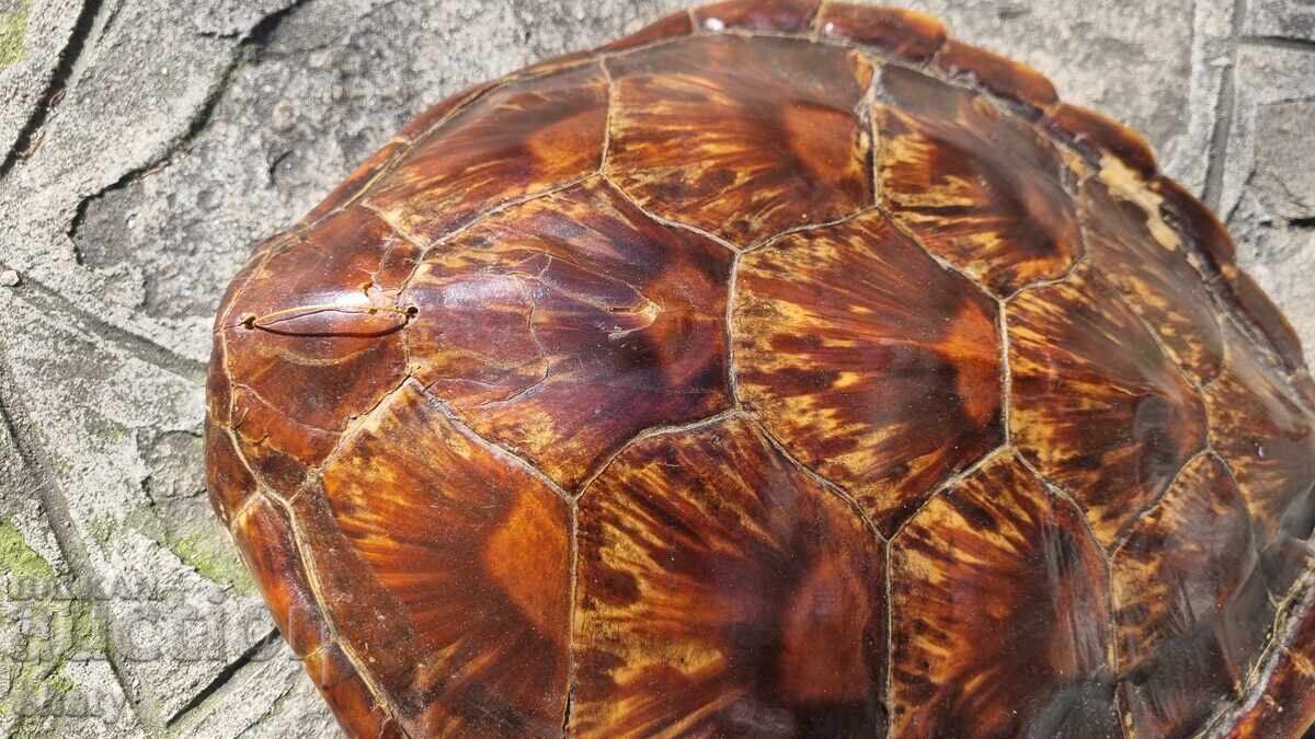 Δημοπρασία Τεράστιο καβούκι θαλάσσιας χελώνας. Σπάνιο τρόπαιο