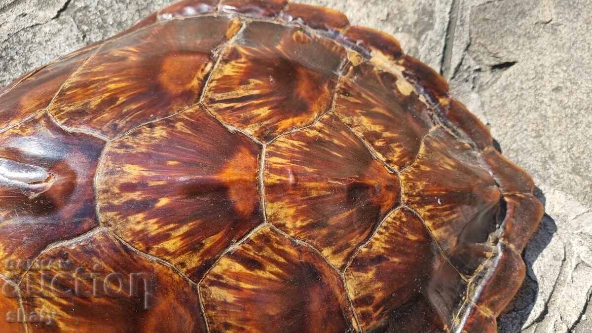 Παράδοση Τεράστιο καβούκι θαλάσσιας χελώνας. Σπάνιο τρόπαιο