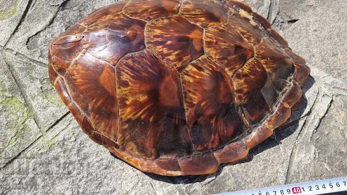 Χελώνα. Σπάνιο Τρόπαιο - 5